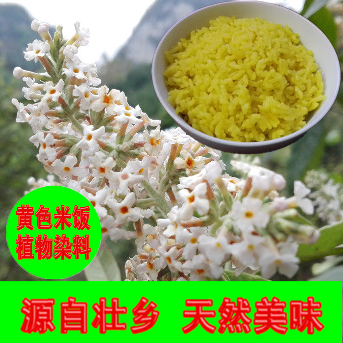 黄饭花野生密蒙花新鲜花迈花麦五色糯米饭染料米汤花染饭花黄花树