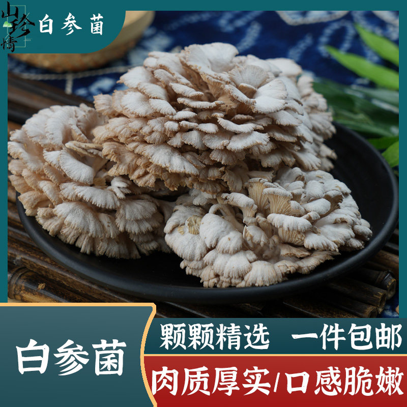 云南特产食用菌新鲜白参菌裂褶菌雪莲花菌菇肉质鲜嫩一斤顺丰包邮