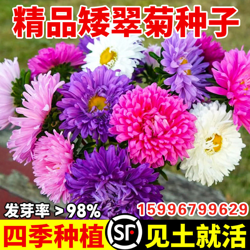 矮翠菊种子易种植物大花好养的花种籽南北方四季播种室外花卉种孑图片