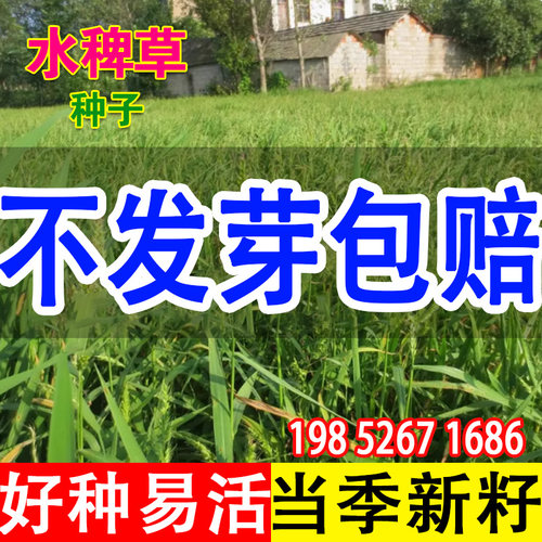 水稗草种子小米草籽湖南稷子