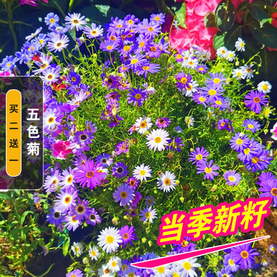 五色菊花种子四季春秋花卉室外易种耐热易播活低矮花籽庭院耐旱花