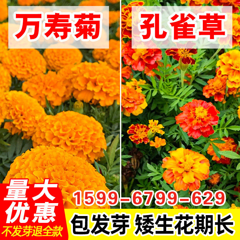 四季开花易活万寿菊种子