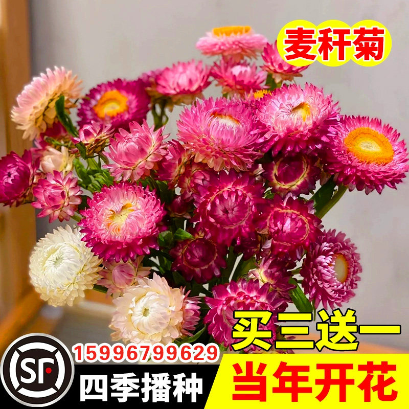 麦秆菊种子孑混色腊菊干花菊花籽景观绿化盆栽阳台园艺切花观花卉