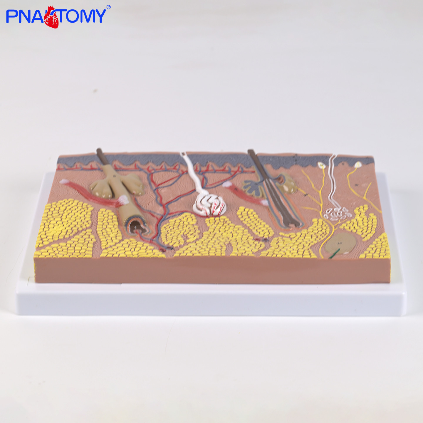 平面皮肤解剖模型皮肤层次结构表皮真皮皮下组织医用教学标注演示