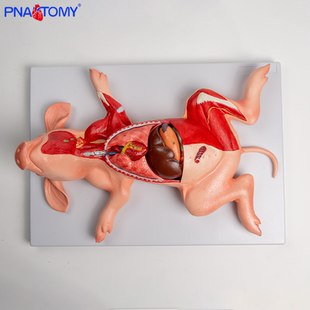 猪解剖模型仿真动物生物猪内脏器官结构畜牧养殖学习工具猪剥制标