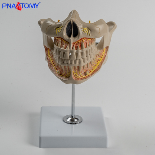 PNATOMY人体恒牙解剖模型