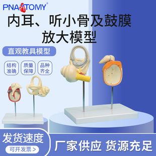 医学教学内耳听小骨鼓膜大模型耳蜗前庭半规管内耳听小骨耳鼻喉科