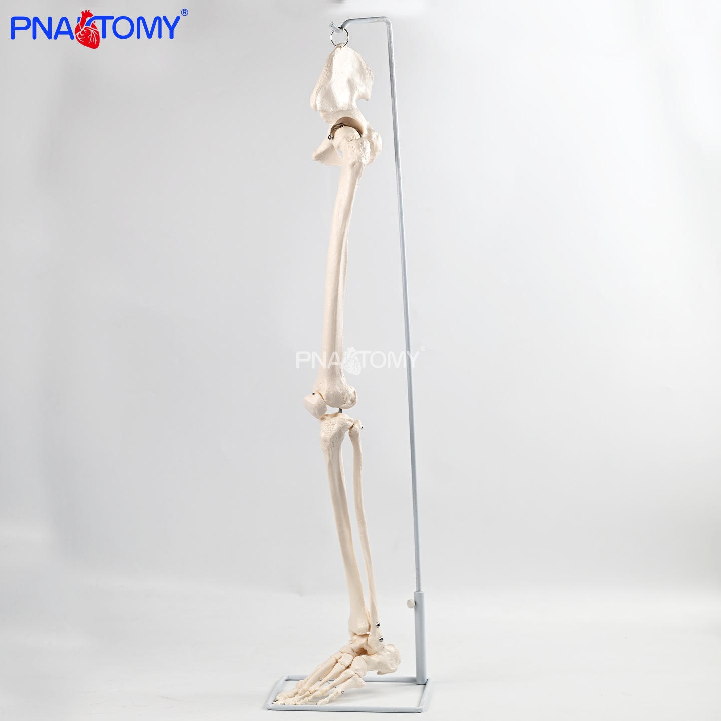 医用悬挂式下肢骨带髋骨模型股骨胫骨腓骨教学实训教具学临床教学