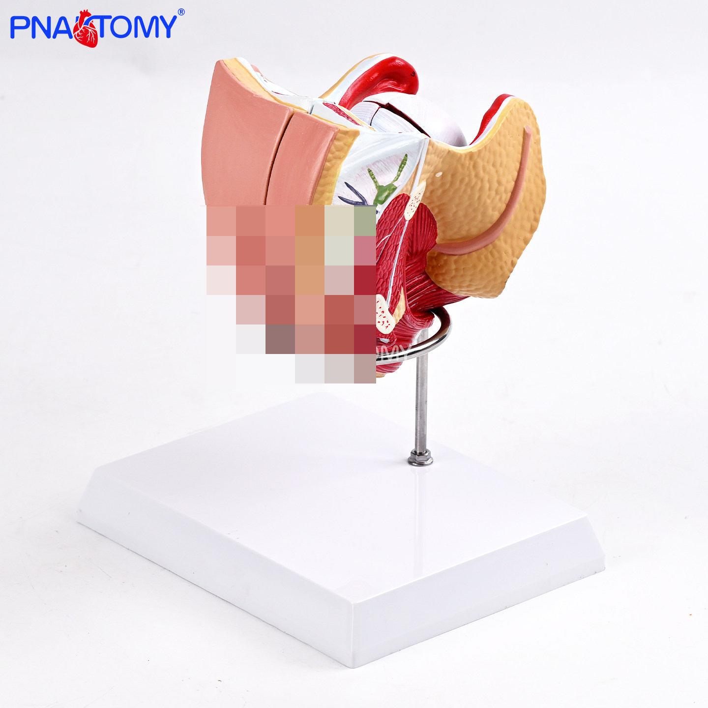 医用女性内外生殖器带支架4部件女性盆腔解剖教学模型子宫阴道膀,文具电教/文化用品/商务用品,教学标本/模型,淘宝优惠券,粉丝福利购,淘宝优惠卷