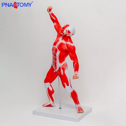 人体全身肌肉模型解剖结构教学展示仿真医学教具美术素描肌肉人偶