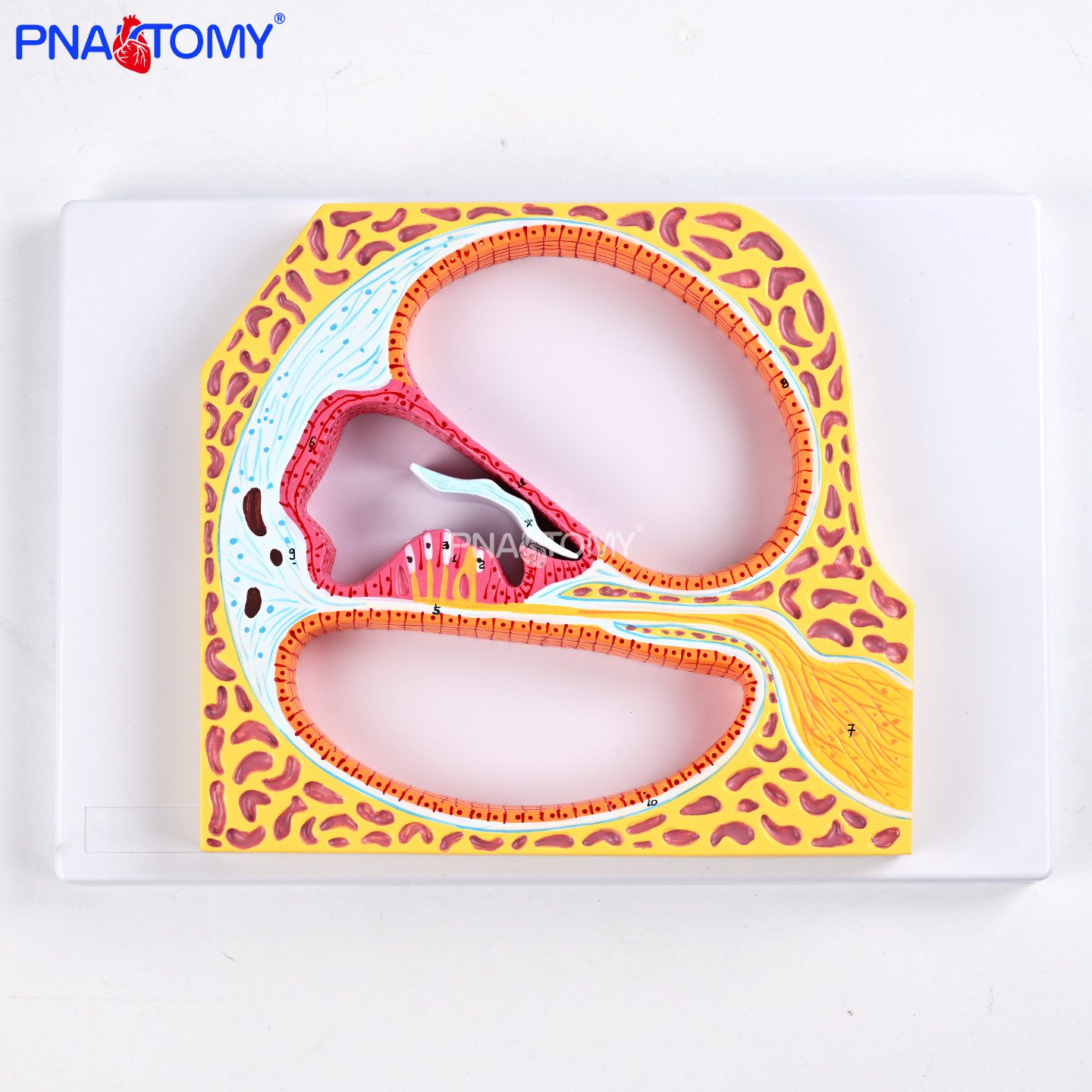 螺旋器B款教学模型耳蜗听觉系统耳鼻喉科培训具医学院校实验生物,文具电教/文化用品/商务用品,教学标本/模型,淘宝优惠券,粉丝福利购,淘宝优惠卷