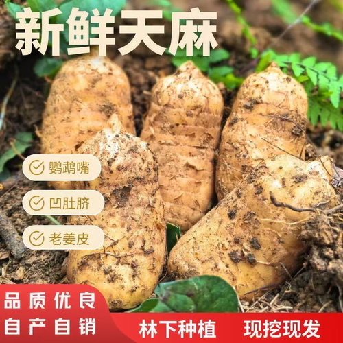 云南昭通小草坝新鲜天麻正宗现挖现发鲜天麻煲汤高山林下三年生长