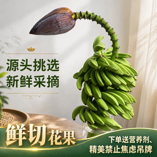 真水培香蕉花果禁止焦虑观赏绿植