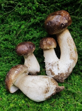 野生菌菇模型软装摆件教学道具
