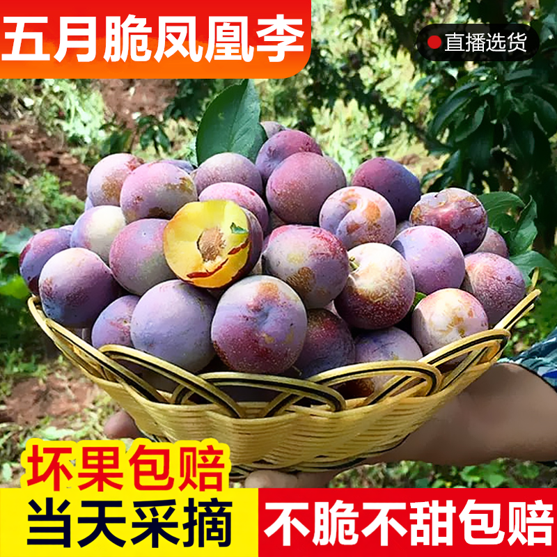 四川五月脆凤凰李子酸甜多汁空心当季芙蓉孕妇水果青茵红脱骨脆李