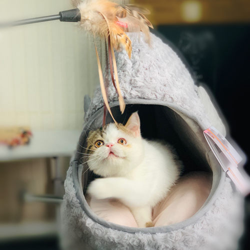 贵为GiGwi逗猫棒 羽毛彩条高弹力加长耐咬可弯曲粗杆多款可选