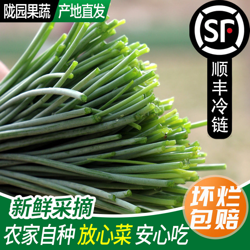 沙葱新鲜甘肃特产小葱新鲜蔬菜饺子馅火锅食材非内蒙野生沙葱野菜