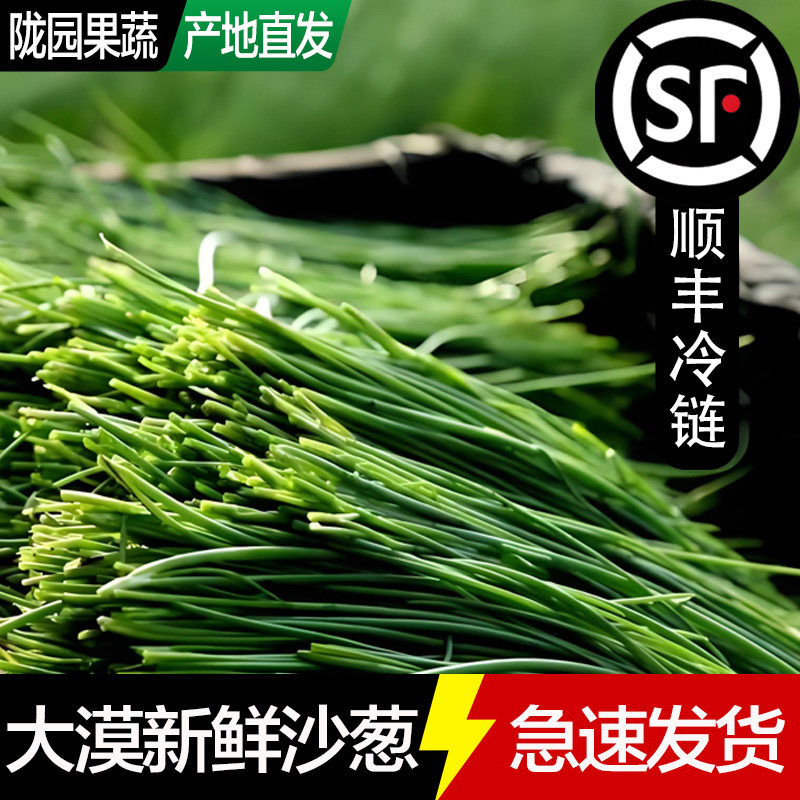 新鲜沙葱甘肃民勤特产非内蒙野生沙葱当季鲜嫩蔬菜饺子馅火锅食材