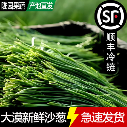 新鲜沙葱甘肃民勤特产非内蒙野生沙葱当季鲜嫩蔬菜饺子馅火锅食材