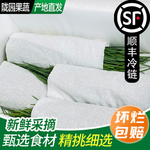【精选品质】新鲜沙葱手工挑选甘肃新鲜蔬菜野菜非内蒙野生沙葱