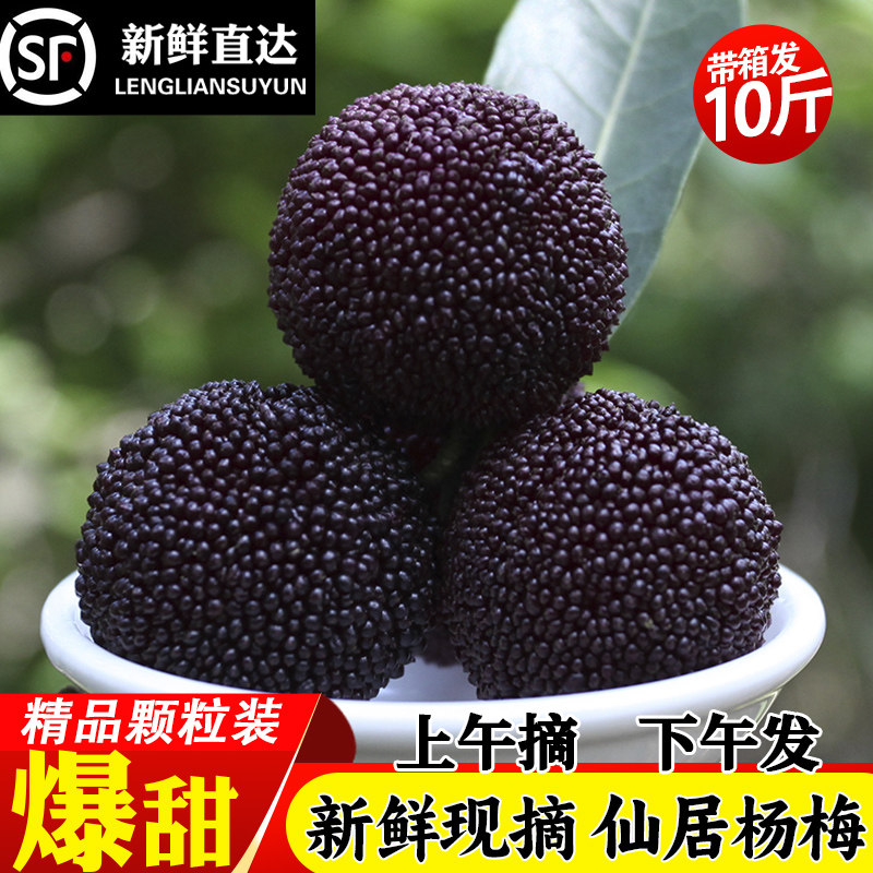 【特甜】正宗浙江仙居杨梅新鲜水果杨梅鲜果泡酒荸荠杨梅当季鲜果