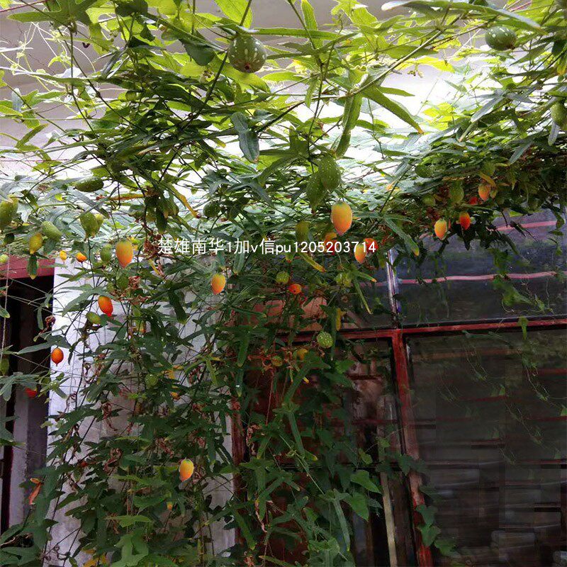 红参果苗野生苗当年结果云南特产花卉水果果苗爬藤植物茅瓜马西瓜