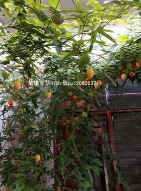 红参果苗野生苗当年结果云南特产花卉水果果苗爬藤植物茅瓜马西瓜