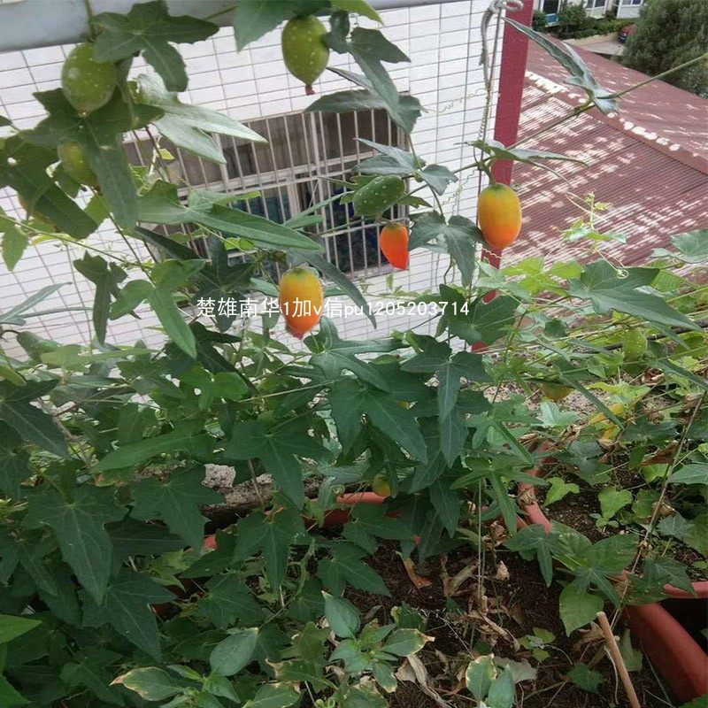 红参果苗野生苗当年结果云南特产花卉水果果苗攀援植物多年生