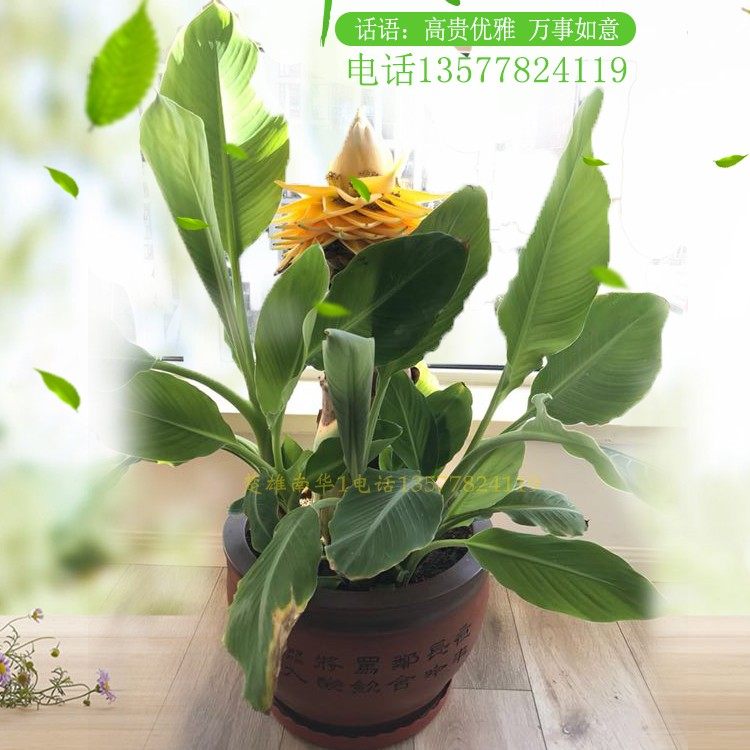 (包活)地涌金莲千瓣莲花带花苞株花卉巨型绿植苗