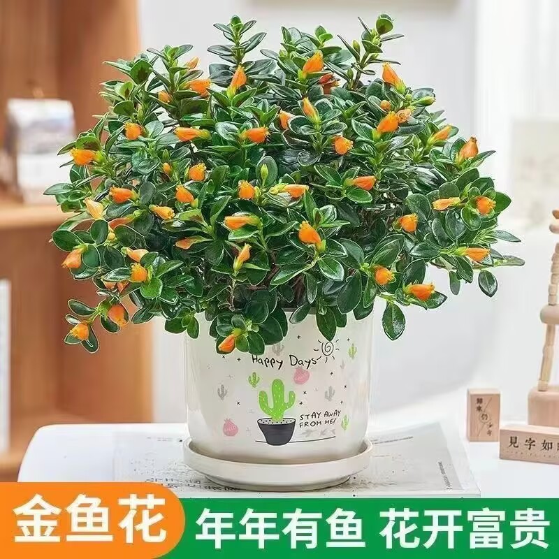 金鱼吊兰盆栽带花苞室内客厅金鱼花卉懒人植物四季开好养家养绿植