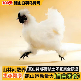 【亏本100件秒】新鲜乌鸡现杀白羽活鸡跑山鸡运动量大整只乌骨鸡