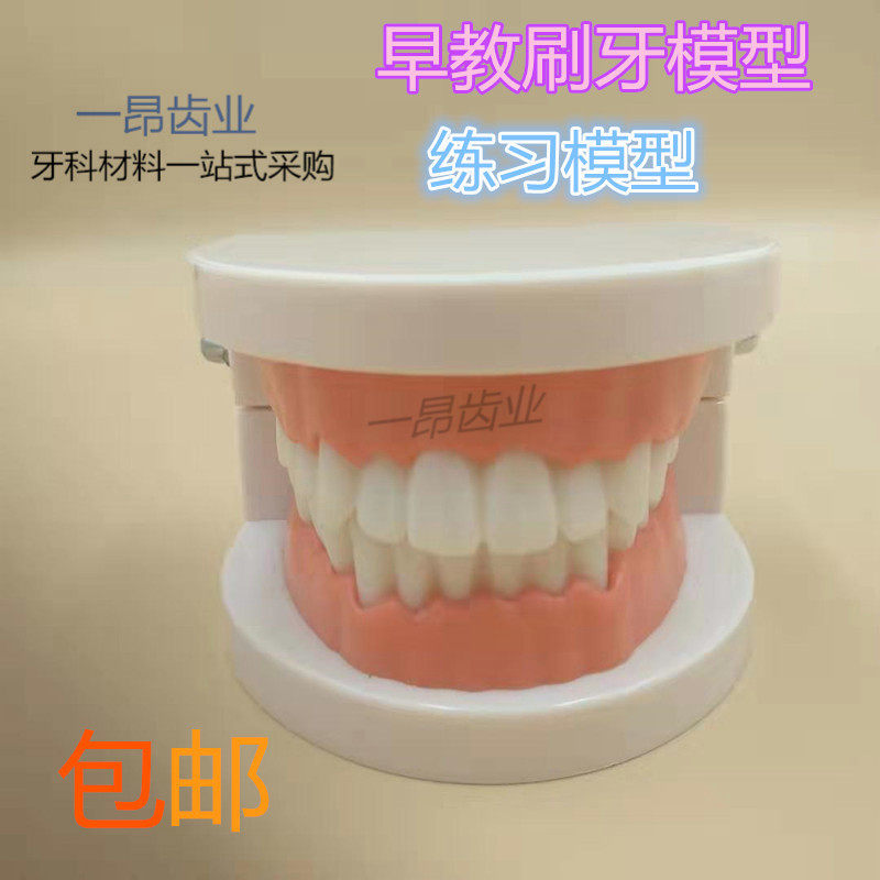 牙科模型标准 牙齿模型 牙模教学假牙 幼儿园刷牙练习 口腔模型