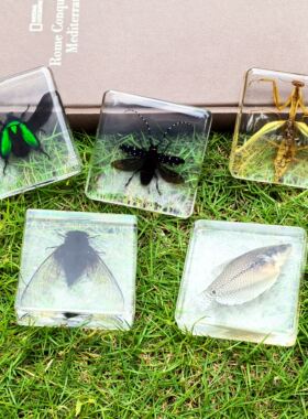 真实昆虫标本琥珀树脂摆件小动物蝎子甲虫工艺品幼儿园学生儿童