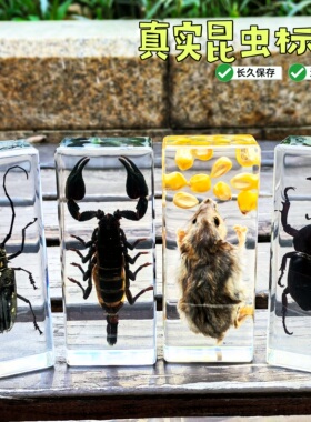 幼儿园昆虫标本真虫子动物标本金龟子甲虫标本树脂真虫蝎子儿童