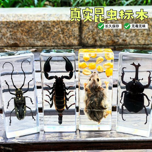 幼儿园昆虫标本真虫子动物标本金龟子甲虫标本树脂真虫蝎子儿童