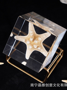 海洋标本海星亚克力珀晶摆件