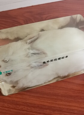 透明树脂包埋动物标本 真兔子兔外形标本中小学生物教学用品摆件
