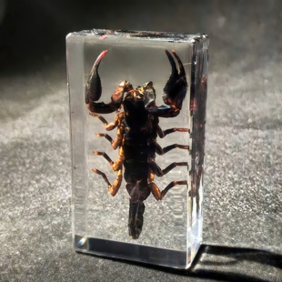 真实琥珀树脂昆虫植物标本小摆件海洋标本蟹鱼中小学幼儿生物教学
