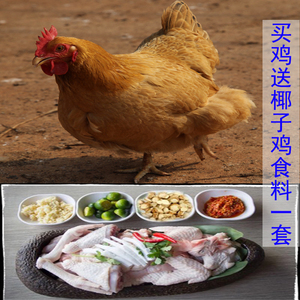 海南文昌锦山散养土鸡母鸡阉鸡+送椰子鸡套餐食料包邮海口内亲送