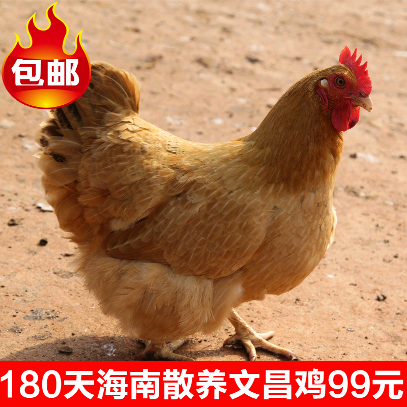 海南文昌锦山林农村家正宗散养土鸡母鸡药食同源海口市内亲自送