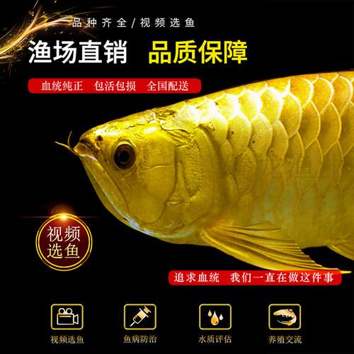 金龙鱼活鱼红龙鱼观赏鱼印尼