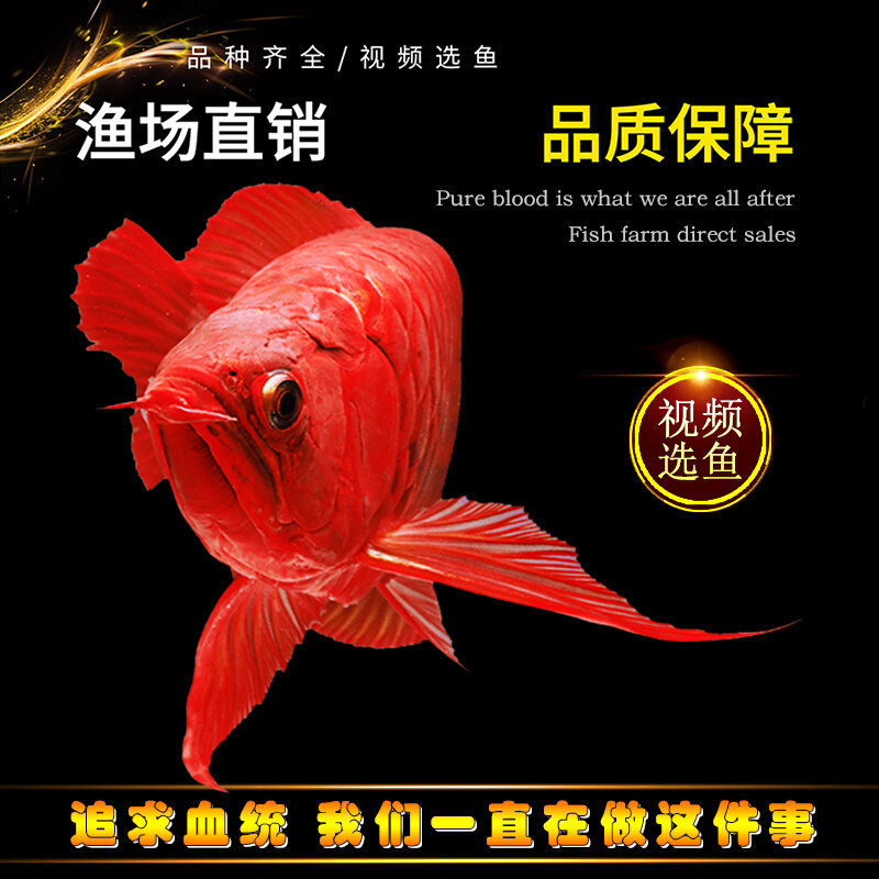 速发活鱼幼苗印尼背椒红龙鱼古典蓝底过背高辣练带热手鱼观