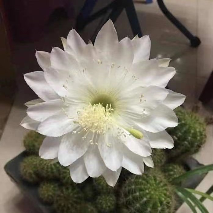 玻璃球金盛丸仙人球开白花草球仙人掌花卉植物带花苞盆栽易养绿植