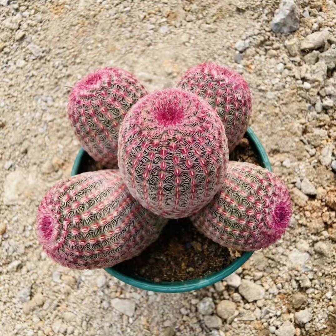 【红太阳】开花仙人球仙人掌多肉植物阳台庭院四季易养盆栽花卉图片