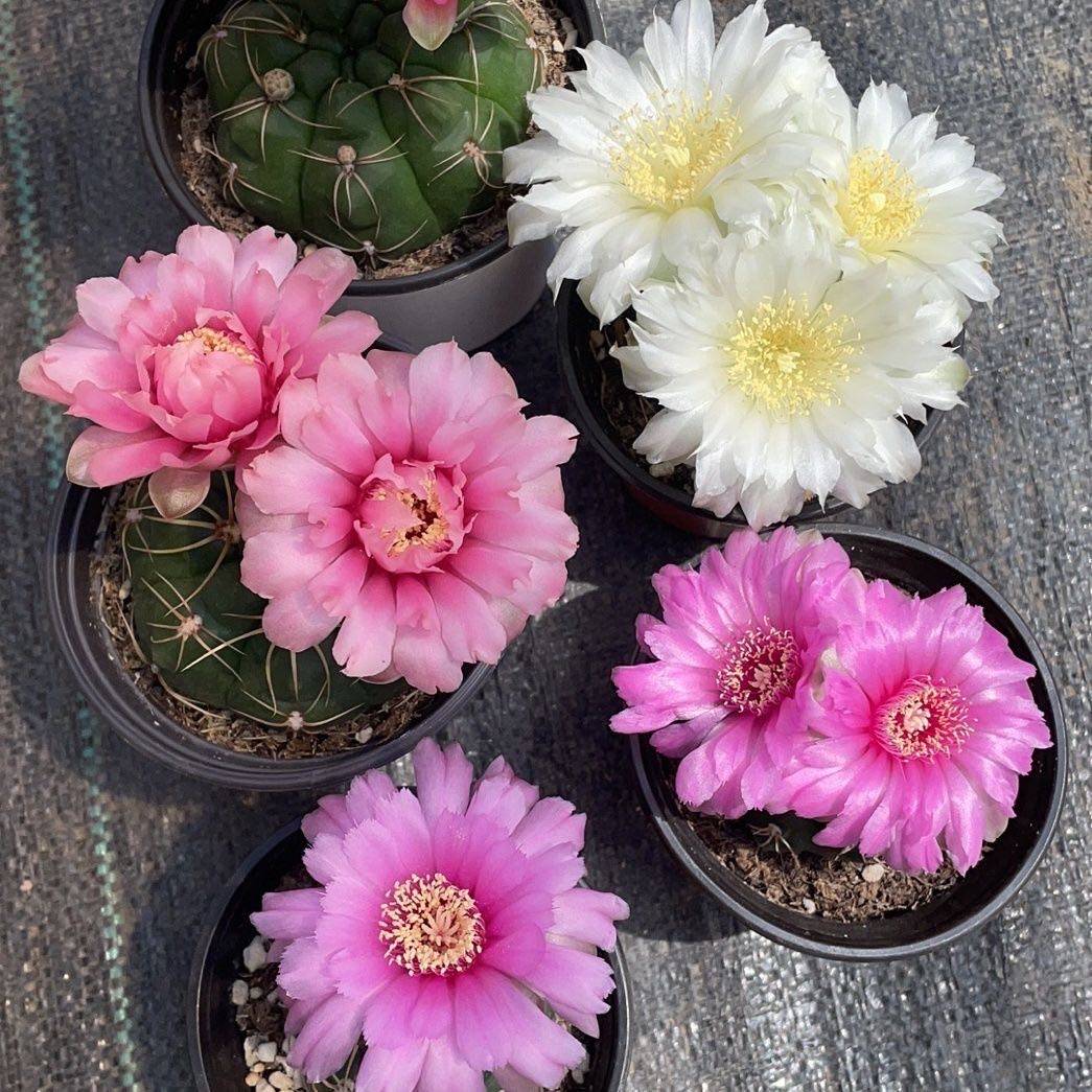 实生美花海王开花仙人球多肉植物趴刺易养盆栽阳台仙人掌庭院花卉,鲜花速递/花卉仿真/绿植园艺,多肉植物,淘宝优惠券,粉丝福利购,淘宝优惠卷