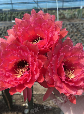 荣耀自花毛花柱仙人球仙人柱大花红色蕾丝边多肉植物仙人掌盆栽