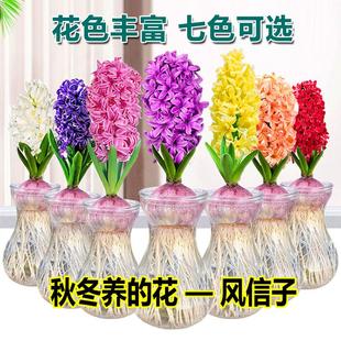 风信子种球盆栽土培水培套装耐寒秋冬带芽阳台室内易活花卉绿植