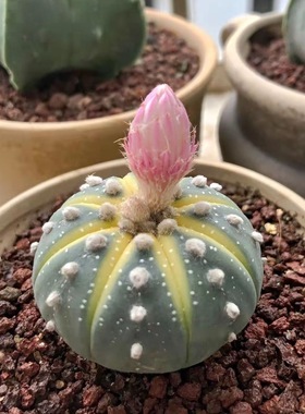 实生黄金兜仙人球西瓜兜开花仙人球兜锦多肉植物阳台易养盆栽花卉