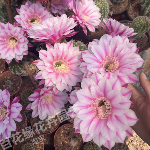 经典品种银河系彩草仙人球