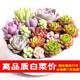 多肉植物组合肉肉盆栽绿植花卉花盆办公室室内阳台奇趣植物盆景
